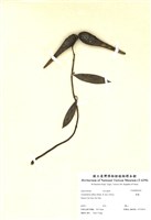 藏品(錦蘭)的圖片